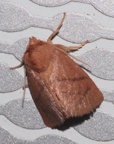 Réf. 310 322 : Hoyosia codeti